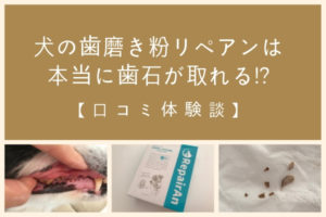 写真有 ラブリービーは犬の歯磨きに効果あり 中型犬で試した口コミ まいにちrainbow