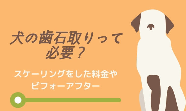 犬のできもの ピンクでカリフラワー状のイボを取った話 画像や切除料金 方法まとめ まいにちrainbow