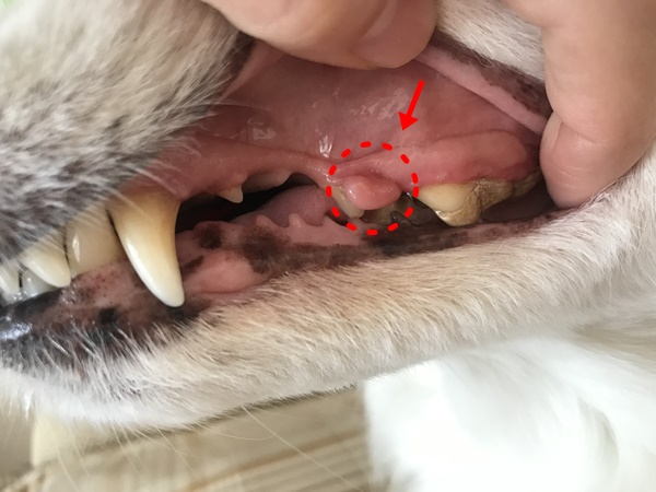 画像有 犬の口の中にできたピンク色の腫瘍エプリスを切除した話 まいにちrainbow