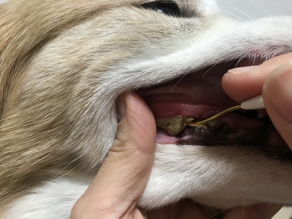 犬の歯磨き粉リペアンはひどい歯石も溶かす 口コミ体験談 まいにちrainbow